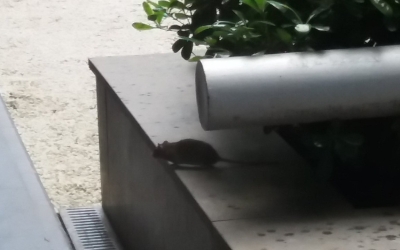 Un ratolí en un carrer de Sabadell, en una imatge compartida a les xarxes socials