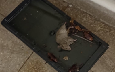 Un ratolí, en una trampa de Can Marcet/ Cedida 