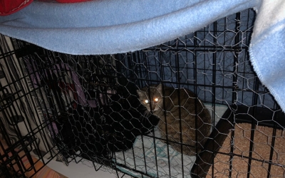 Una gàbia de desorientació/ Solar dels Gats
