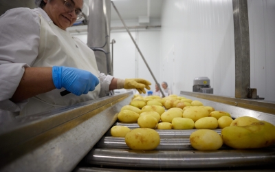 Procés d'elaboració de les patates de Sant Tomàs/ Cedida