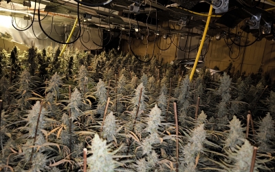Imatge de la plantació de marihuana desmantellada | Mossos d'Esquadra