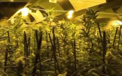 Plantes de marihuana en una nau 