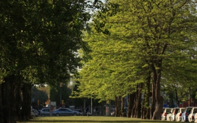 Una via de la ciutat amb arbres | Ajuntament de Sabadell