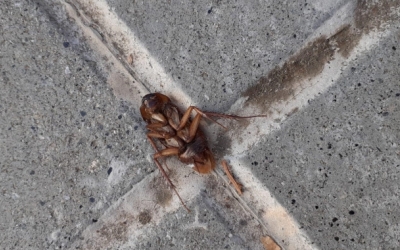 Una panerola morta al barri de Gràcia de Sabadell | Cedida