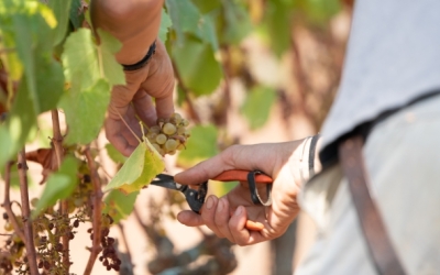 Verema al Parc Agrari per produir el vi Arraona | Roger Benet