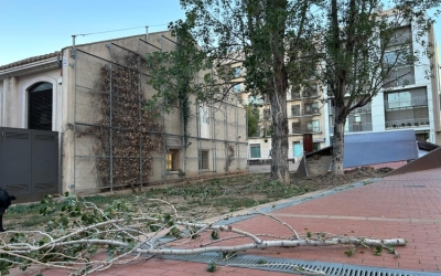 Branques caigudes a terra per l'efecte del vent | Arxiu