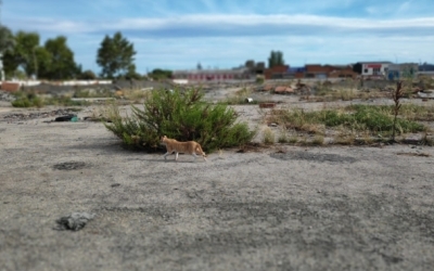 El nou tanatori de Gràcia s'ubicara al conegut com a Solar dels Gats | Pau Duran