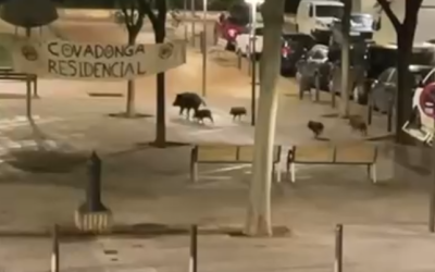Cinc senglars a la plaça de Sant Salvador | Cedida