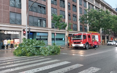 Els Bombers treballen en la retirada d'un arbre caigut al carrer Pi i Margall