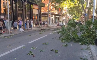 Imatge de la branca que ha caigut aquest vespre a la carretera de Prats