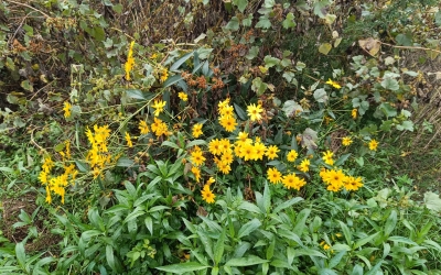 Exemplar de seneci al riu Ripoll | Pere Gallifa