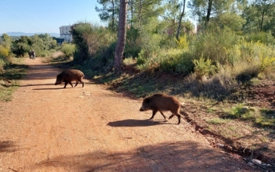 Porcs senglars al bosc de Can Deu | Arxiu