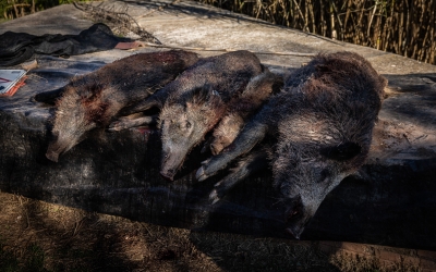 Senglars morts | ACN