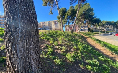 L'Avinguda Pablo Iglesias, un dels espais on es plantaran els arbres