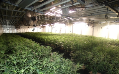 Plantació de marihuana a Barberà | Mossos