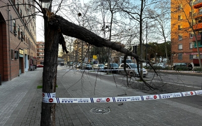 Un arbre caigut per la ventada | Roger Benet (RàdioSabadell)