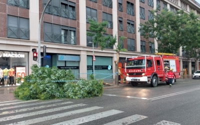 Un arbre caigut al carrer Pi i Margall