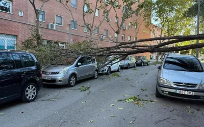 Arbre caigut al carrer Vallirana de Sabadell | Arxiu (ACN)