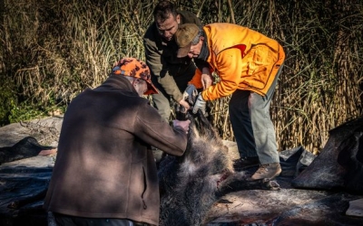 Un senglar capturat | ACN