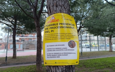 Cartell alertant de la possible presència de processionària al carrer Nàpols