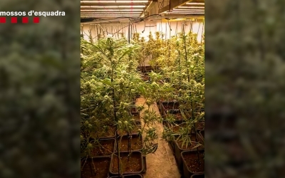 Una de les plantacions de marihuana desmantellades | Cedida