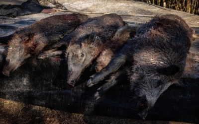 Porcs senglars sacrificats | ACN