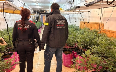 Plantació de marihuana desmantellada avui a Sabadell | Mossos