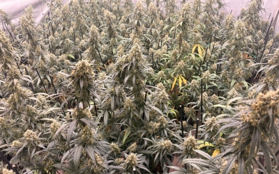 Plantes de marihuana decomissades | Cedida