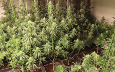 Les plantes comissades | ACN