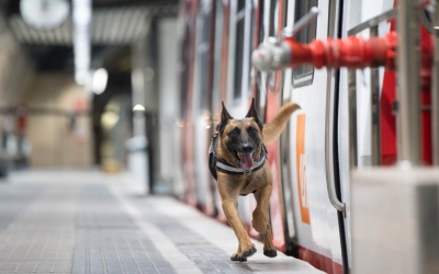 Un gos de la Unitat Canina dels Mossos en acció