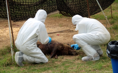 Els Agents Rurals i les ADF prenent mostres de sang a un porc abatut | ACN