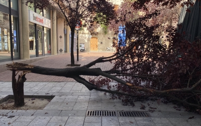 arbre