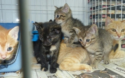 Lliga Protectora d'Animals de Sabadell