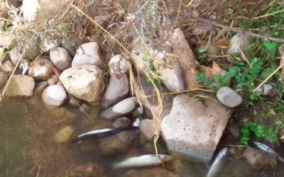 peixos morts