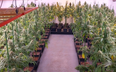 Plantació desmantellada a Ripollet