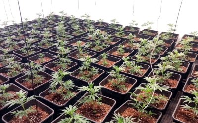 Plantes de marihuna decomissades