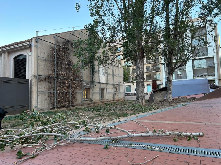 Un arbre caigut, a Sabadell | Pau Vituri