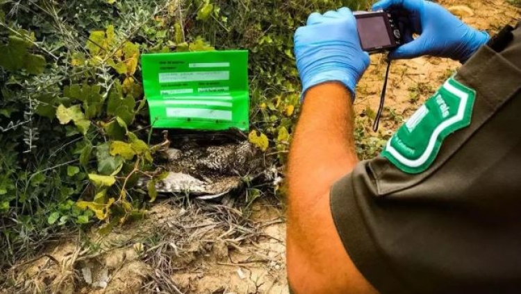 Els Agents Rurals van iniciar una investigació 