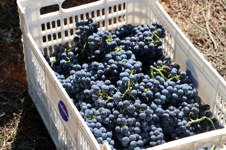 Merlot collit aquest divendres