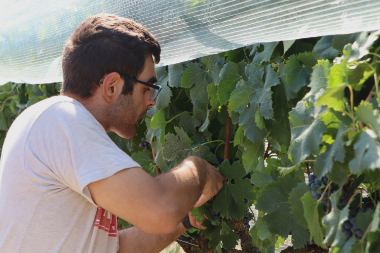 Verema al Parc Agrari