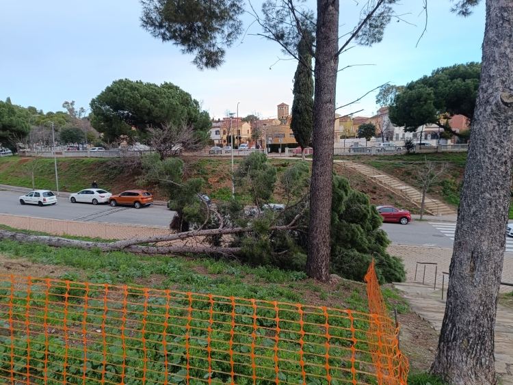arbre caigut sabadell