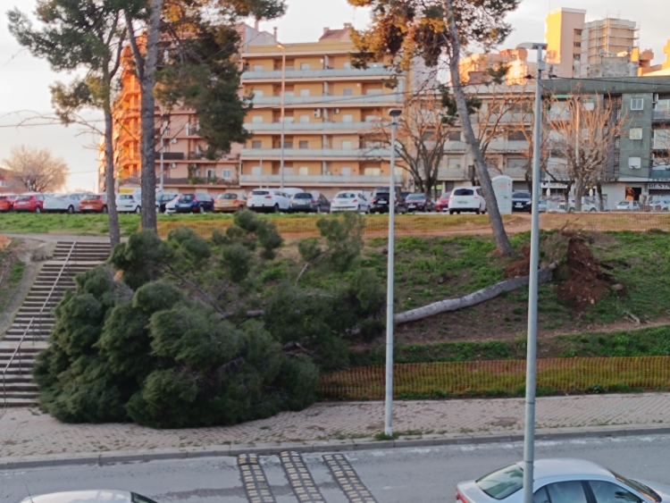arbre caigut sabadell