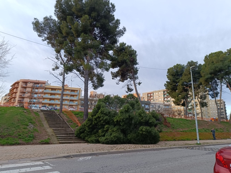 arbre caigut sabadell