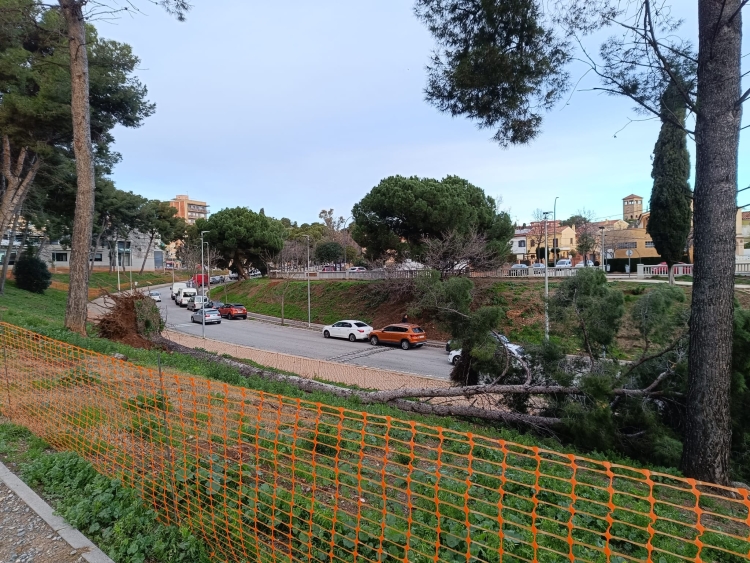 arbre caigut sabadell