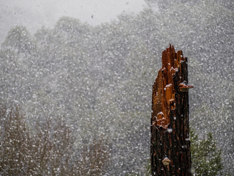 Neu a Rellinars | Manel Soria