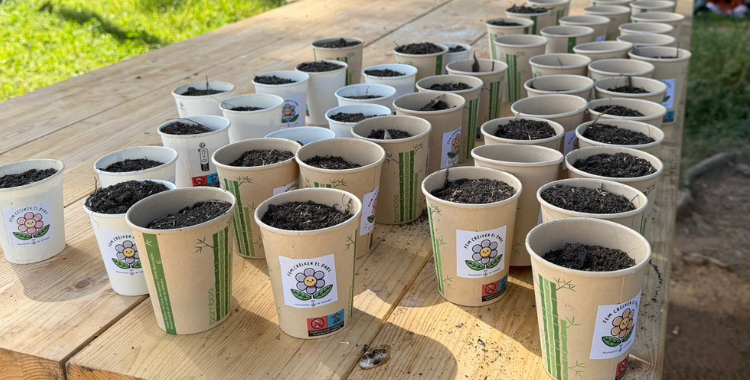 Els gots amb les llavors