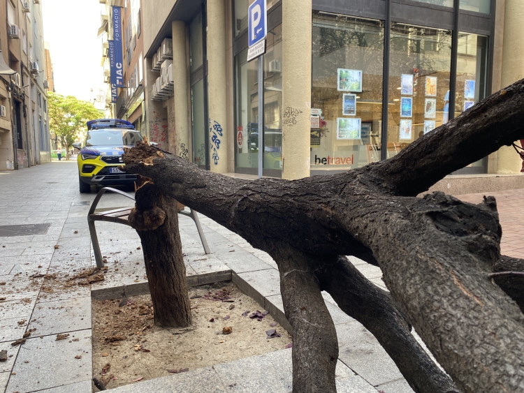 arbre