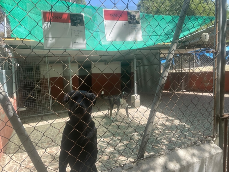 Lliga Protectora d'Animals de Sabadell