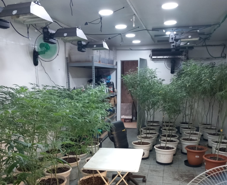 Marihuana