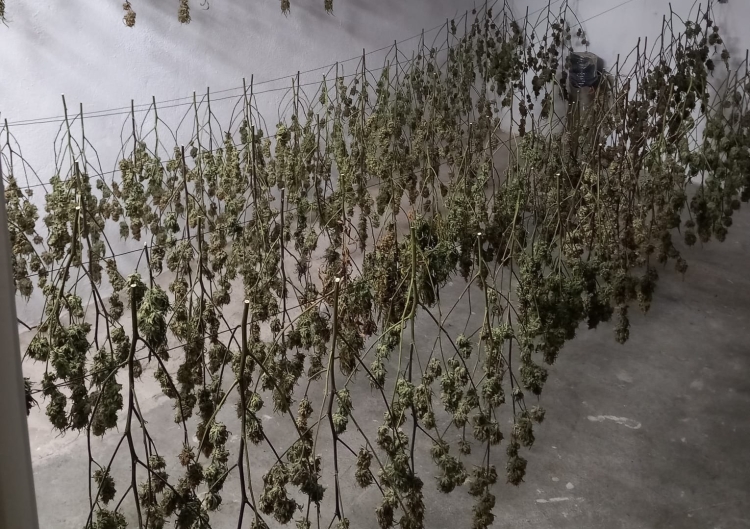 Marihuana